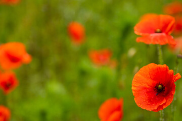 Fototapeta premium Colorful floral meadow with red poppies and soft purple blooms natural background. Copy space