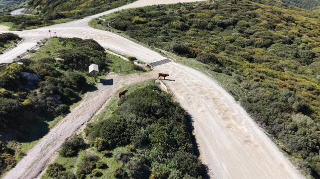 Drone perspective looking down at brown cows standing on a white gravel road in the rugged mountains overlooking the Strait of Gibraltar.