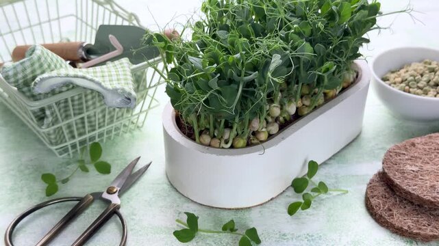 Pea microgreens growing from seeds in planter pot