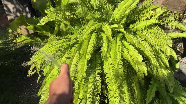 Close up of watering lush green fern plants in a garden with a refreshing stream of water