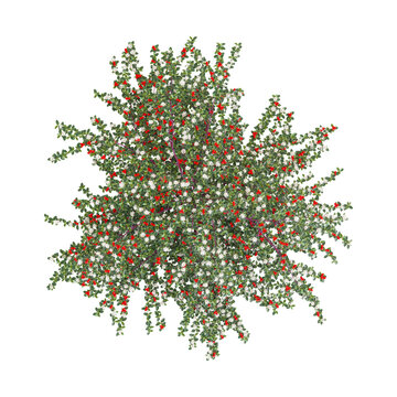 3d illustration of Coral beauty cotoneaster plant isolated on transparent background from top view