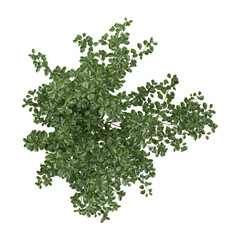 Fototapeta premium 3d illustration of Ficus benjamina plant isolated on transparent background from the top view