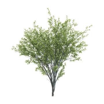 3d illustration of green vase zelkova plant isolated on transparent background