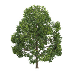 Fototapeta premium 3d illustration of Horse chestnut plant isolated on transparent background