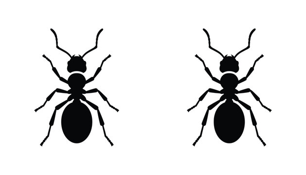 Detailed ant insect silhouette icons in black isolated on white background for biological study or pest control branding