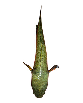 South Asian Snakehead Fish PNG - Isolated Channa Striata for Botanical and Eco Aquaculture Design Premium high-resolution PNG cutout of a traditional South Asian Snakehead Fish.