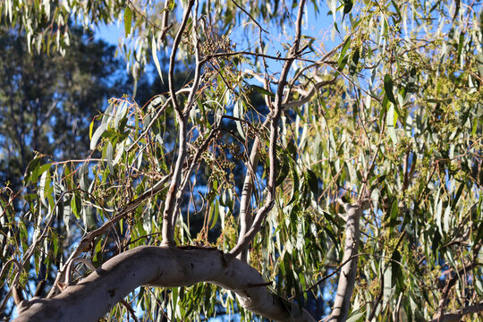 eucalyptus tree branch and leaves in australian bushland