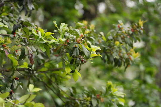 Kafal tree, also known as Himalayan bayberry, with small wild berries growing among green leaves in a natural forest habitat. Suitable for Himalayan nature, wild fruit, edible berries, forest ecology