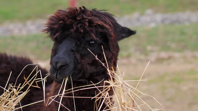 Feeding the chocolate brown and white alpacas (Lama pacos)
