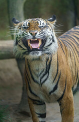 Naklejka premium Sumatran tiger