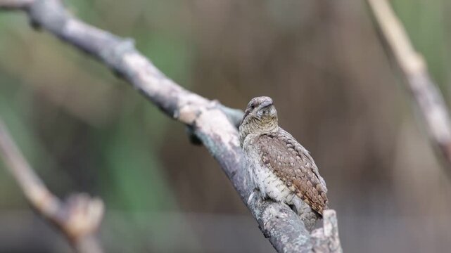 Eurasian Wryneck (Jynx torquilla) Perched on a Branch and Flying Away