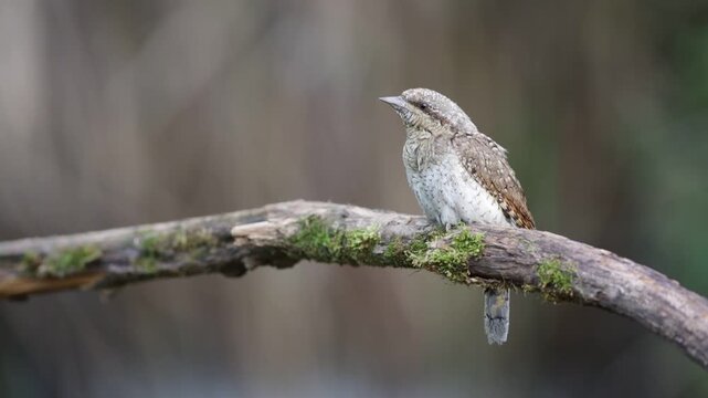 Eurasian Wryneck (Jynx torquilla) Sitting on a Mossy Branch