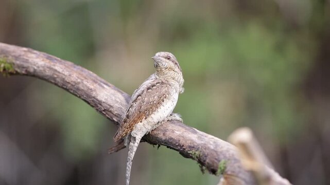 Eurasian Wryneck (Jynx torquilla) Perched and Looking Around on a Dry Branch