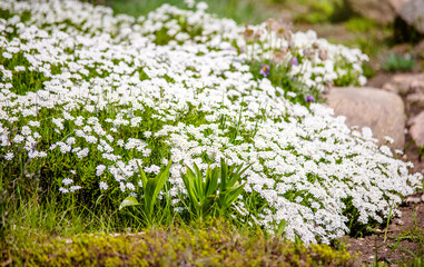 Obraz premium Small white flowers grow in the garden