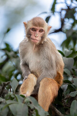 Fototapeta premium Curious Rhesus Macaque Sitting Calmly on a Tree Branch