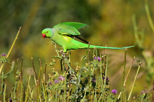 Rose-ringed parakeet in the nature