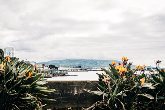 Bird of paradise flowers overlooking ponta delgada harbor