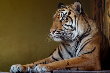 Obraz premium Sumatran tiger