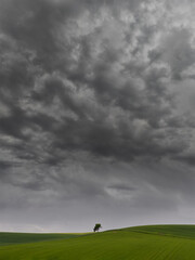 Fototapeta premium Green cereal field under stormy sky in Burgos, Spain