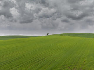 Fototapeta premium Green cereal field under stormy sky in Burgos, Spain