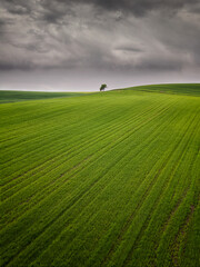 Fototapeta premium Green cereal field under stormy sky in Burgos, Spain