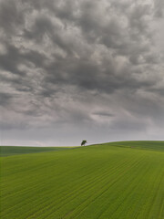 Fototapeta premium Green cereal field under stormy sky in Burgos, Spain