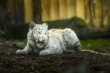 Fototapeta premium White tiger