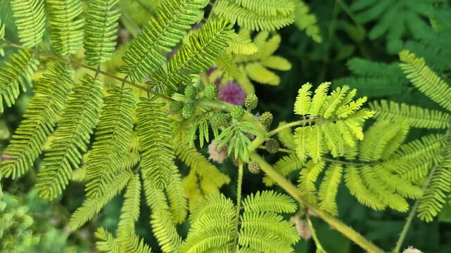 Close-up of Beautiful Vibrant Yellow-Green Pinnate Leaves in Natural Light