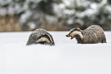 European badgers Meles meles confronting each other in snowy winter forest scene © michal