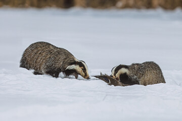 European badgers Meles meles feeding on bird carcass in snowy winter © michal