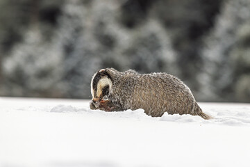 European badger Meles meles feeding on prey in fresh winter snow © michal