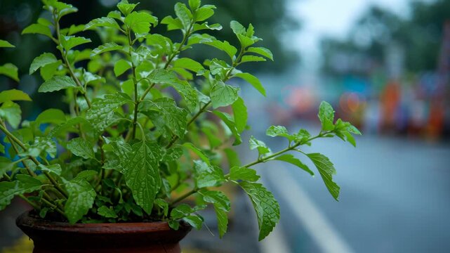 Sacred Tulsi plant in a traditional clay pot during Indian pilgrimage