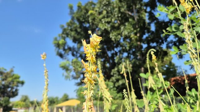 Close-up of Yellow Crotalaria Juncea Sunn Hemp Flowers Blooming Against Blue Sky with blur background