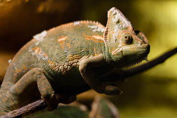 Fototapeta premium Veiled chameleon