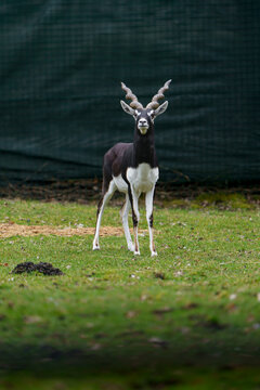 Arabian Oryx