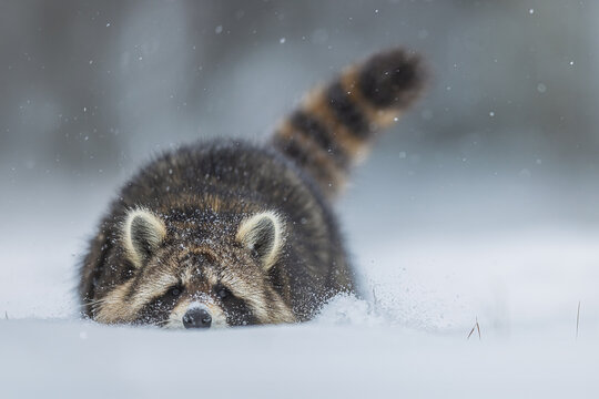 Low Procyon lotor Raccoon crouching in powder snow with raised tail