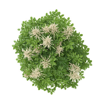 3D rendering of Aruncus flower plant on transparent background from the top view
