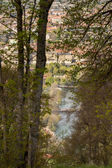 Fototapeta premium Scenic view through deciduous trees (Acer spp., Fagus sylvatica) overlooking the Aare River and historic cityscape of Bern, Switzerland, with red rooftops and spring foliage.