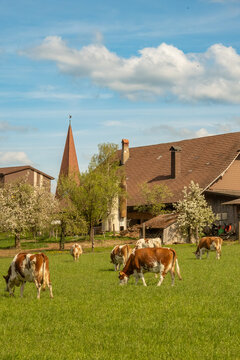Brown and white cows (Bos taurus) grazing on lush green pasture in rural Switzerland, with traditional farmhouse and church steeple under a blue sky with clouds.