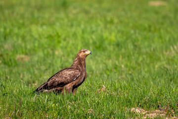 Fototapeta premium Lesser Spotted Eagle, Clanga pomarina, Bieszczady, Poland