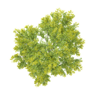 3D rendering of Green gleditsia triacanthos plant on transparent background from top view