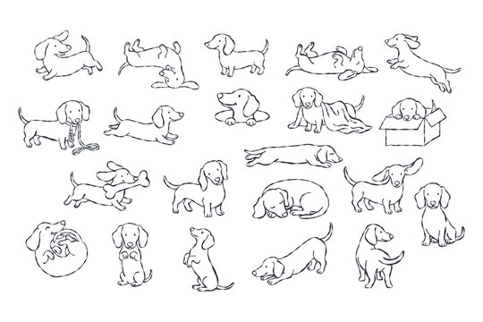 Dachshund dog puppy line drawing sketch illustration pet cute dachshund poses simple line drawing style, playful puppy actions, sitting, sleeping