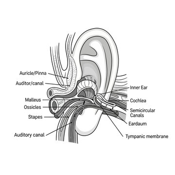 Anatomical diagram of the human ear with labeled internal and external structures