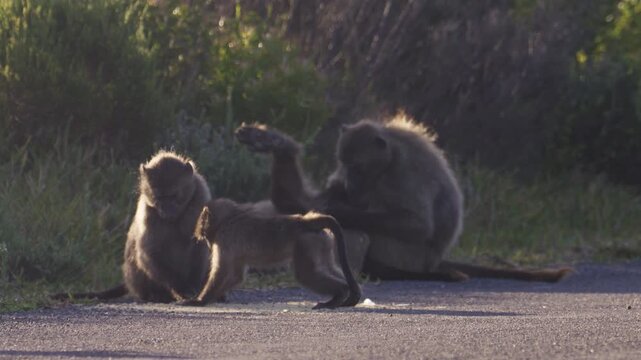 Funny antics by juvenile chacma baboons as other groom each other in background
