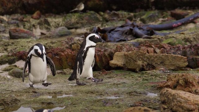 Pair of cute African penguins waddle over wet coastal rocks in South Africa
