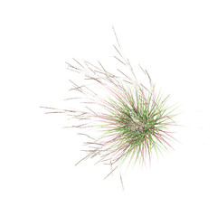 Fototapeta premium 3D rendering of Littile bluestem plant on transparent background from the top view