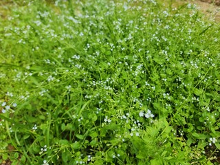 Obraz premium Fresh green herb garden with small white flowers in the field