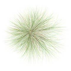 Fototapeta premium 3D rendering of Mat rush plant on transparent background from the top view