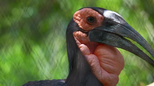 Close up shot of a Southern ground hornbill (Bucorvus leadbeateri) in captivity.