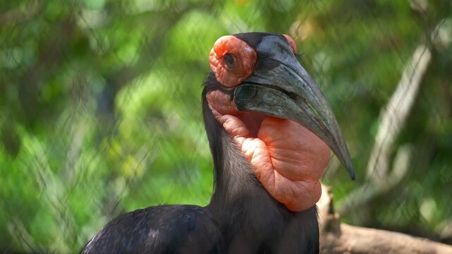 A Southern ground hornbill (Bucorvus leadbeateri) in captivity, looking around its surroundings, close up shot.